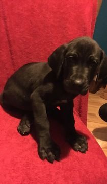 Great Dane Puppy For Sale In London Ky Adn 59965 On Puppyfinder