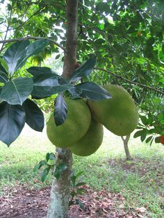 355 Best Fruit Trees Of Florida Other Places Images On Pinterest Three Large Jack Fruit All Growing Together On A Single Branch The Largest One In
