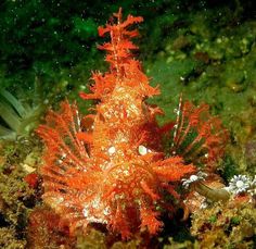 66 best rhinopias images