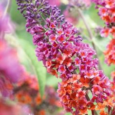 Pack x6 Arrière Fuchsia /"Cascade/" Summer Garden PLUG plantes