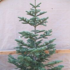 No More Noble Firs For Us Next Year Were Ordering A Silver Tip Fir Christmas TreeAlpine No More Noble Firs For Us Next Year Were Ordering A Silver Tip Fir Christmas TreeAlpine