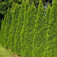 79 Best Hedges Plants Trees For Privacy And Movement Images In Green Giant Arborvitae Tree Emerald Privacy Trees