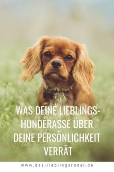 Frauen Jogginghose Australian Shepherd Dogs Rasse Aussie Hütehunde Schäferhunde