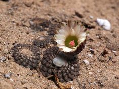 fankhauseri FK402 Cactus Seeds Eriosyce tenebrica ssp