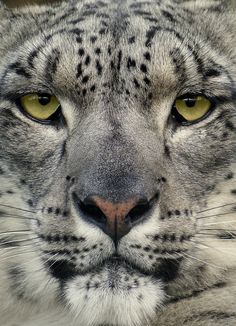 Снежный барс (Uncia uncia) Животные В Джунглях, Красивые Кошки, Кошачьи Фотографии, Бездомные Коты, Природа, Животные, Леопарды, Большие Кошки, Веселые Животные