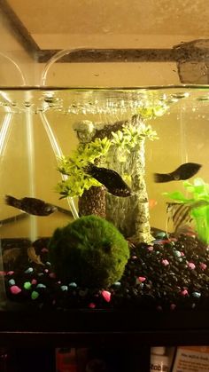 115 best tanks on