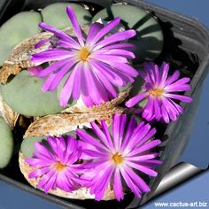 Argyroderma pearsonii 10 graines