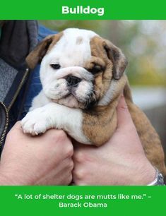 When Searching For English Bulldogs For Sale In Texas You Should