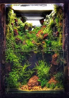 2495 best aquascaping images