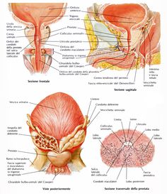 Left Side Of Body Anatomy Human Anatomy Drawing Pinterest