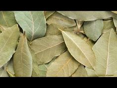 Canela moringa con te de