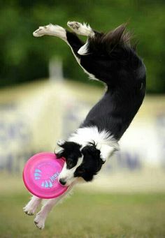 30 Best Frisbee Dog Images Dogs Disc Sporting Frisbee Dog Images Dogs Disc