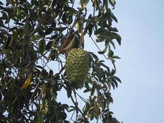 Soursop benabana guyabano - முள்ளுச்சீத்தாப்பழம்-புற்றுநோய் மருந்து