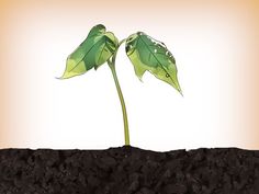 growing trees from seeds