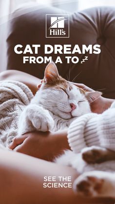 120 Cat Care Ideas In 2021 Cat Care Cats Pets