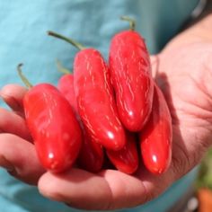 10 Samen Black Hungarian Chili mittelscharf