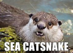 112 best animal names