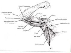 Anatomy Final.ArmsLegsStudy by Quackamos | Human anatomy drawing