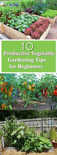 Rodales Basic Organic Gardening A Beginners Guide to Starting a Healthy Garden