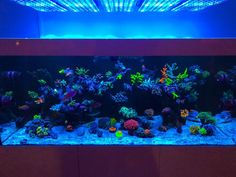 408 best orphek aquarium