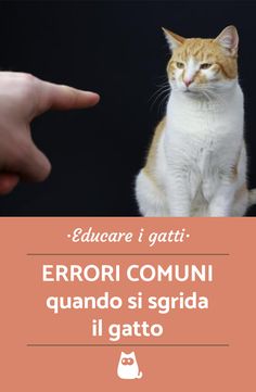 grande grasso Dicks in micio consigli sessuali per adolescenti