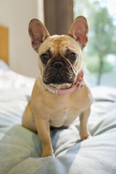 22 Fascinating Apartment Dog Breeds Images Best Small Dogs 15 Best Apartment Dogs For City Dwellers