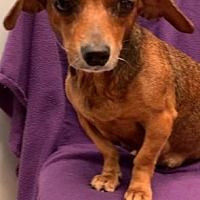 Available Pets At Dachshund Rescue South Florida In Weston