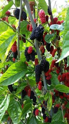 ✔47 beautiful fruit and vegetable garden ideas 18 » PapImage.Com Vegetable Garden, Flora, Terra, Mulberry Tree, Bloemen, Growing Fruit