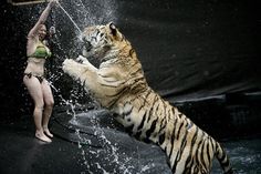 16 Best Myrtle Beach Safari Images On Pinterest Hercules Myrtle Beach Safari