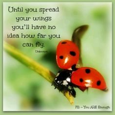 58 best ladybug quotes images ladybugs ladybug ladybug quotes quotes about ladybugs