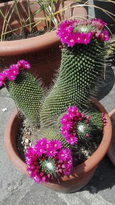1745 best cacti plants