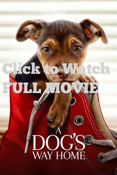 A Dog's Way Home Full Movie Online