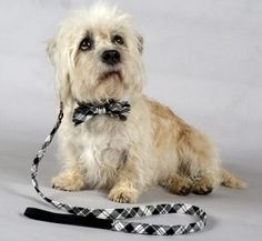 La CASA D/'OLIVA ® Scottie Westie Highland Terrier Dog sciarpa bianco e blu CANI
