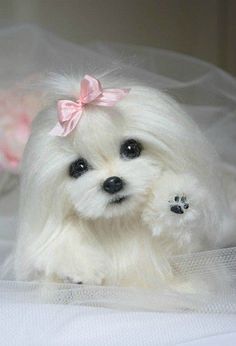 Maltese Puppy Muaaaakiss A Felted But Gorgeous Maltese Maltese