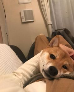 개 のアイデア 690 件 いぬ 可愛い犬 動物 개 のアイデア 690 件 いぬ 可愛い犬 動物