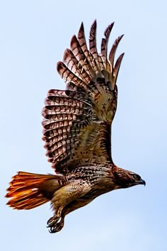 Red-Tailed Hawk with Wings Spread Boy Short-Sleeve Shirts