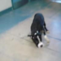 6 21 19 Urgent Dont Let A Bad Photo Cost This Pup His Life