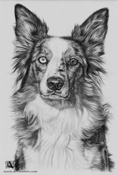 SHELTIE//ROUGH COLLIE Shetland dog art drawing print A4//A3 /& note Greetings Card