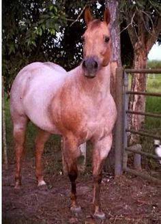 10 mejores imágenes de Caballos cuarto de milla puros | Quarter ... 10 mejores imágenes de Caballos cuarto de milla puros | Quarter ...