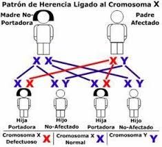 Las Mejores 64 Ideas De Adn Y Los Cromosomas Cromosomas Adn Biología