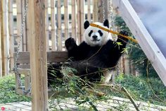 Las Mejores 9 Ideas De Pandas Del Zoo De Madrid Zoo De Madrid Pandas Zoo