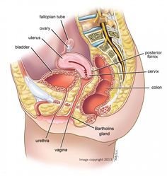 Human Anatomy Back Human Anatomy Drawing