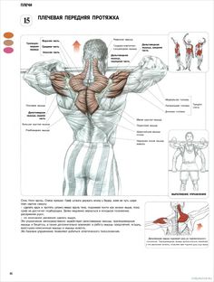 Pin on Anatomy of Fitness