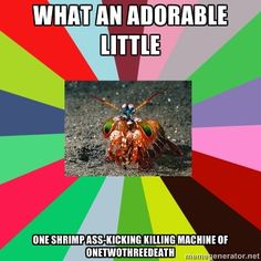 26 best mantis shrimp