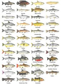 saltwater fish south carolina surf fishing fish south carolina saltwater fish species chart