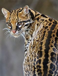 Wild Cats Of This World The Ocelot Is Famous For Looking Extremely Similar To A Domestic Cat Its Fur May
