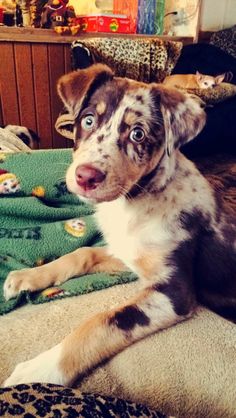 australian shepherd chocolate lab mix lab u0026 australian shepherd mix dogs make life better pinterest australian shepherd chocolate lab mix lab u0026 australian shepherd mix dogs make life better pinterest