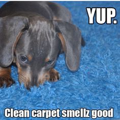 68 Best Carpet Humor Images Cosas Divertidas Citas Graciosas Clean Your Carpets Not Just For You Best Carpet Cleaning Solution By Hand