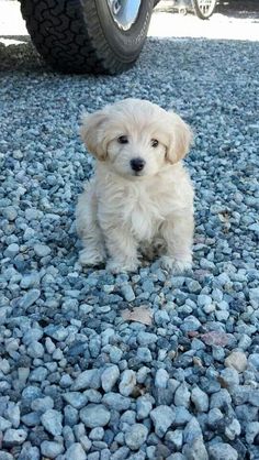 Aw. Cockapoo (cocker spaniel/toy poodle mix = no shed; no allergy).  8 weeks old. Will get about 15 pounds Rottweiler Puppies, Lab Puppies, Labradoodle, Jiff Pom