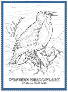 Montana State Bird Coloring Page
